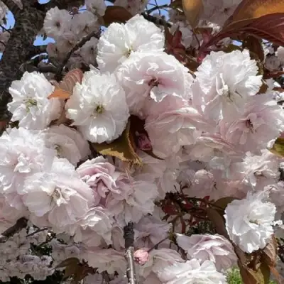 Сакура ШИРОФУГЕН в Слуцке