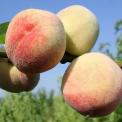 Персик ДОНЕЦКИЙ БЕЛЫЙ в Слуцке