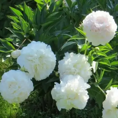 Пион МУН ОВЕР БАРРИНГТОН травянистый в Слуцке