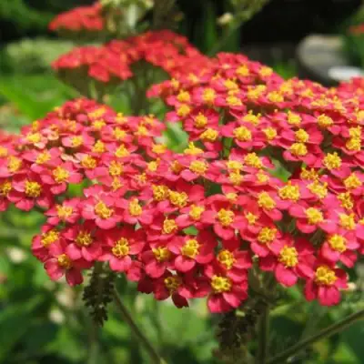 Тысячелистник ПАПРИКА обыкновенный в Слуцке