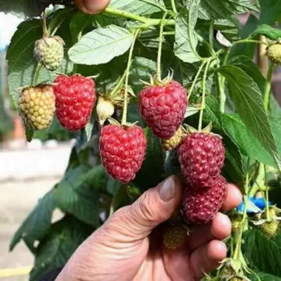 Малина ПОЛЕСЬЕ в Слуцке