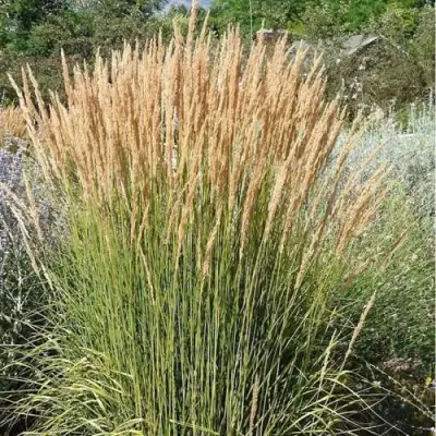 Вейник АВАЛАНШ остроцветковый в Слуцке