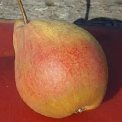 Груша ТАТЬЯНА в Слуцке