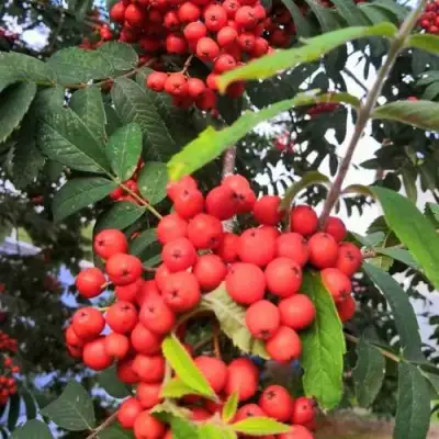 Рябина НЕВЕЖИНСКАЯ сладкоплодная в Слуцке