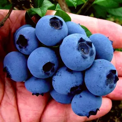 Голубика РЕКА в Слуцке