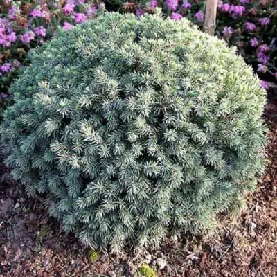 Ель ЭХИНИФОРМИС сизая в Слуцке