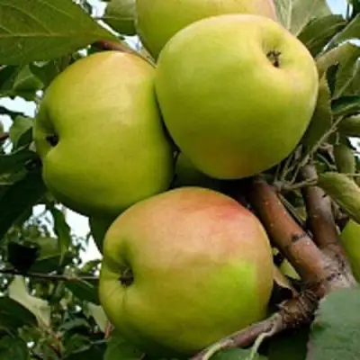 Яблоня БРАТ ЧУДНОГО стелющаяся в Слуцке