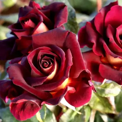 Роза ЭДДИ МИТЧЕЛЛ чайно-гибридная в Слуцке