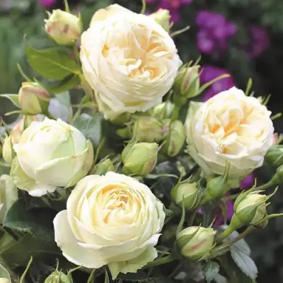 Роза ВЕНДИНГ ПИАНО чайно-гибридная в Слуцке