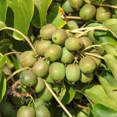 Актинидия ДЖИРАЛЬДИ в Слуцке