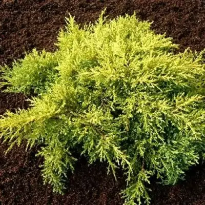 Можжевельник МОРДИГАН ГОЛД средний в Слуцке