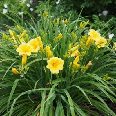 Лилейник СТЕЛЛА ДЕ ОРО гибридный в Слуцке