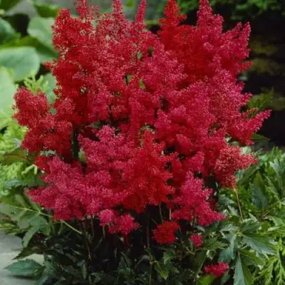 Астильба ГРАНАТ Арендса в Слуцке