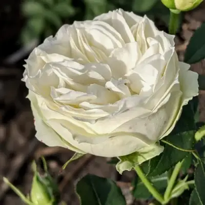 саженцы розы Вайт Пиано