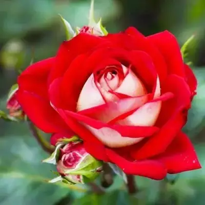 Роза АЛЬЯНС чайно-гибридная в Слуцке