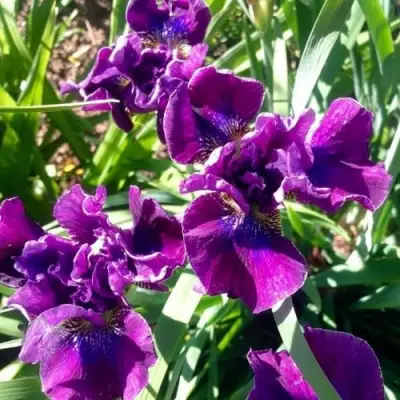 Ирис БАНДЛ ОВ ДЖОЙ сибирский в Слуцке
