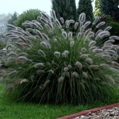 Пеннисетум ЛЕДИ Ю в Слуцке