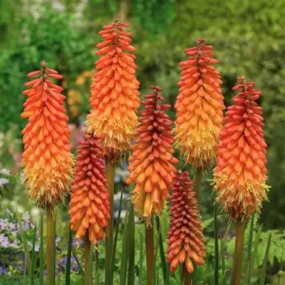 Книфофия АЛЬКАЗАР гибридная в Слуцке