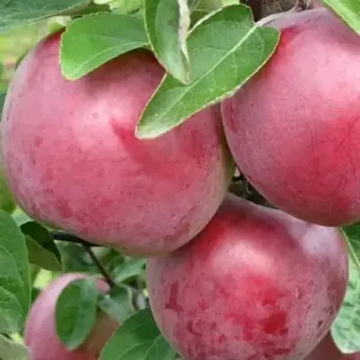 Яблоня АЛЕСЯ в Слуцке