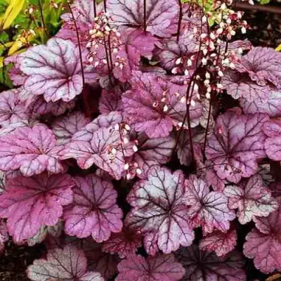 Гейхера ШУГА ФРОСТИНГ в Слуцке