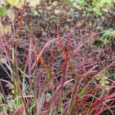 Просо РЕБРАУН прутьевидное в Слуцке