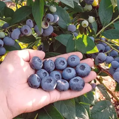 Голубика БОНУС в Слуцке