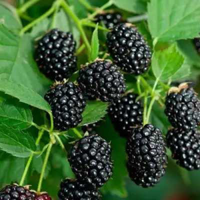 Ежевика ЛОХТЕЙ бесшипная в Слуцке