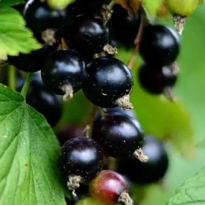 Смородина чёрная КАТЮША в Слуцке