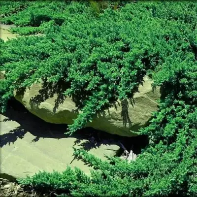 Можжевельник НАНА лежачий в Слуцке