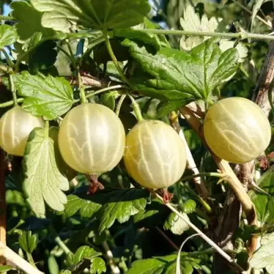 Крыжовник БЕЛОРУCСКИЙ САХАРНЫЙ 2 в Слуцке