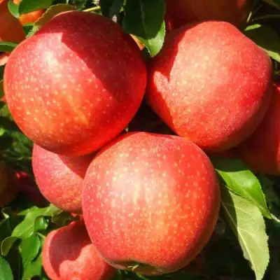 Яблоня ГАЛА ШНИГА в Слуцке