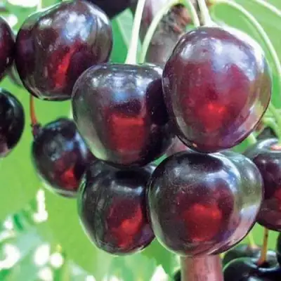 Черешня ЛЮБИМИЦА АСТАХОВА в Слуцке