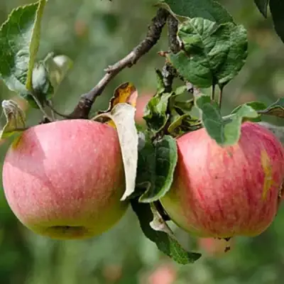 Яблоня МЕЛБА в Слуцке