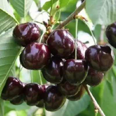 Черешня ЛЕНИНГРАДСКАЯ ЧЁРНАЯ в Слуцке