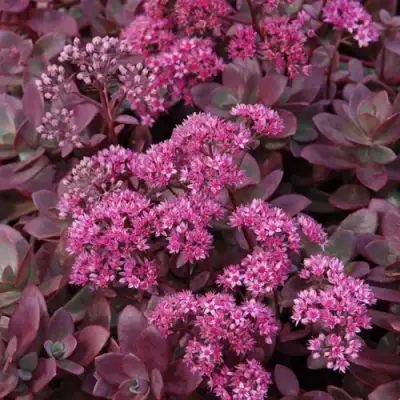 Очиток (седум) САНСПАРКЛЕР ФАЙЕРКРЕКЕР в Слуцке