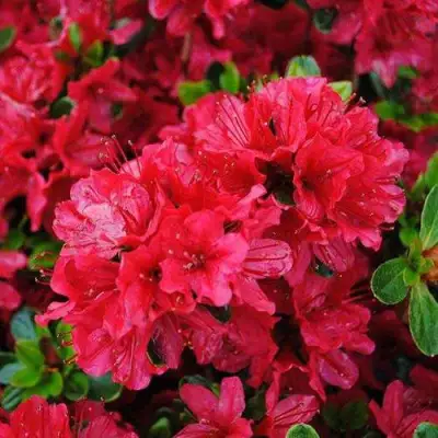 Азалия ХИНО КРИМСОН японская в Слуцке