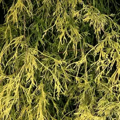 Кипарисовик ФИЛИФЕРА АУРЕА горохоплодный в Слуцке