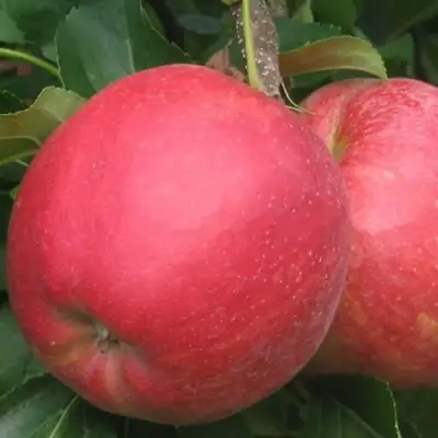 Яблоня РУБИН в Слуцке