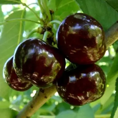 Черешня МУСКАТНАЯ в Слуцке