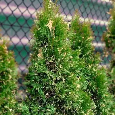 Туя СМАРАГД ВАРИЕГАТА западная в Слуцке