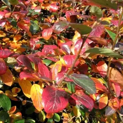 Кизильник блестящий в Слуцке