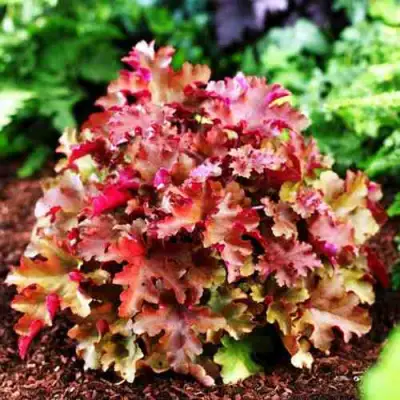 Гейхера МАРМЕЛАД в Слуцке