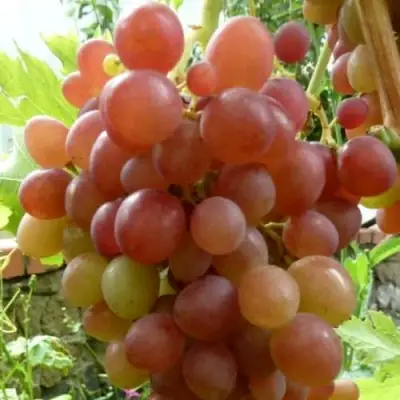 Виноград БЛЕСТЯЩИЙ в Слуцке