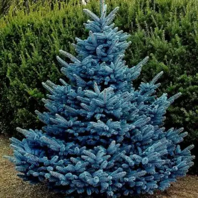 Ель МАДЖЕСТИК БЛЮ колючая в Слуцке