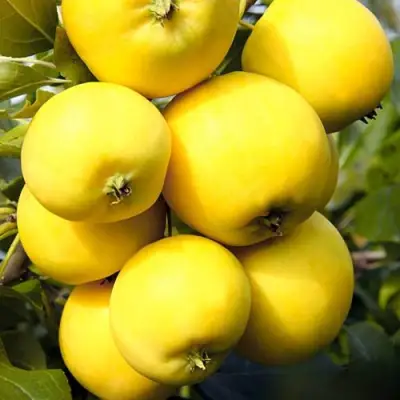 Яблоня УРАЛЬСКОЕ НАЛИВНОЕ в Слуцке