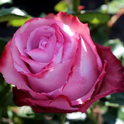 Роза ДИП ВОТЕР чайно-гибридная в Слуцке