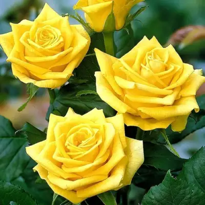 Роза ПАПИЛОН чайно-гибридная в Слуцке