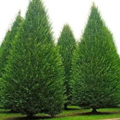 Граб  в Слуцке