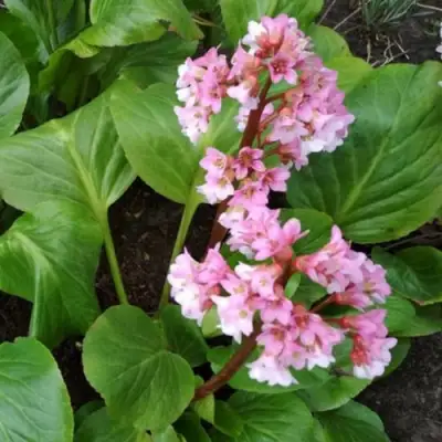 Бадан БЭБИ ДОЛЛ в Слуцке