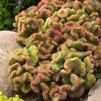 Очиток (седум) КРИСТАТУМ отогнутый в Слуцке